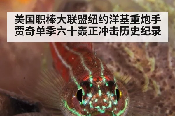 美国职棒大联盟纽约洋基重炮手贾奇单季六十轰正冲击历史纪录